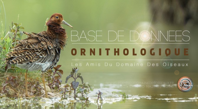 Base de donnée LADDDO