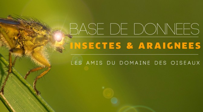 Base de Données – INSECTES & ARAIGNEES