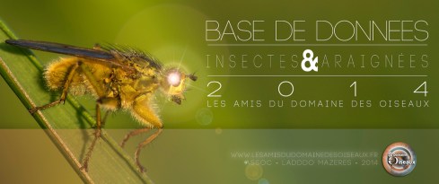 Bandeau-insectes-LADDDO
