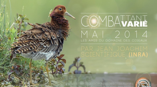 Notre pensionnaire au DDO – Le Combattant varié