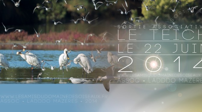 Sortie associative – Le Teich – 22 Juin 2014