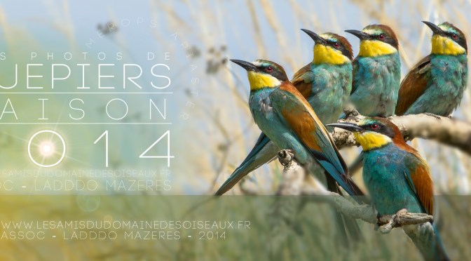 Vos Photos de Guêpiers &laquo;&nbsp;SAISON 2014&nbsp;&raquo;