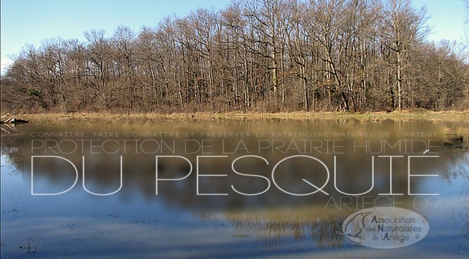 Protection de la prairie humide du Pesquié (Ariège)