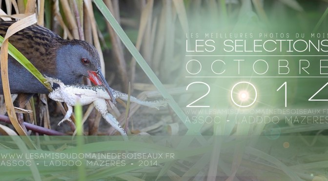 Les sélections d&rsquo;Octobre 2014