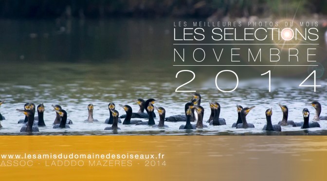 Les sélections photos Novembre 2014