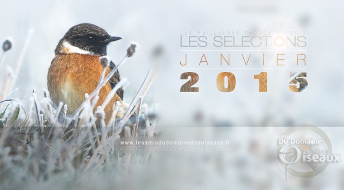Sélections photos JANVIER 2015