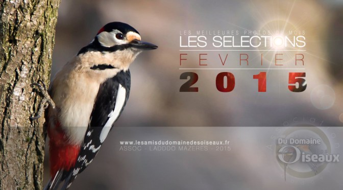 Sélections photos FEVRIER 2015