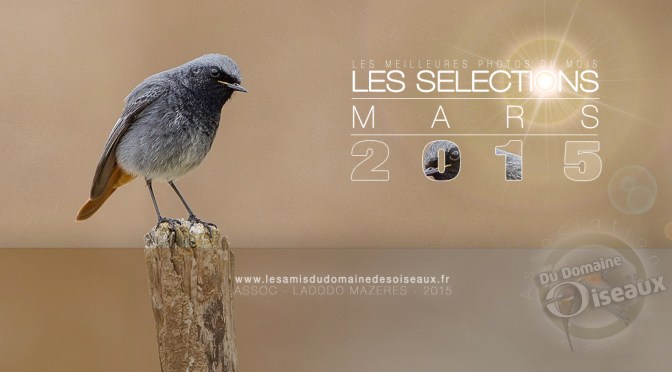 Sélections PHOTOS MARS 2015