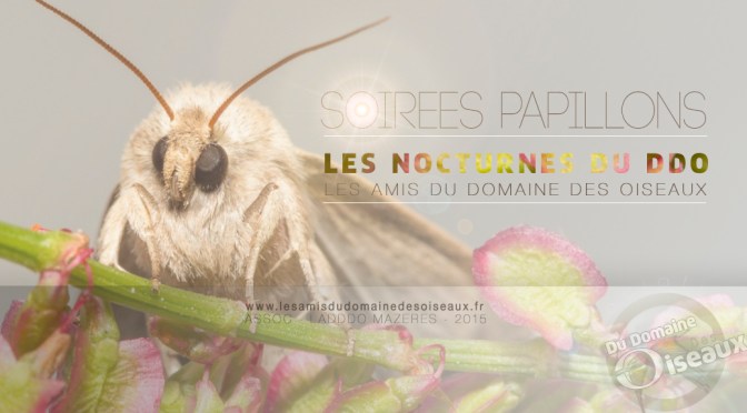 COMPTE-RENDU SOIRÉES PAPILLONS DE NUIT