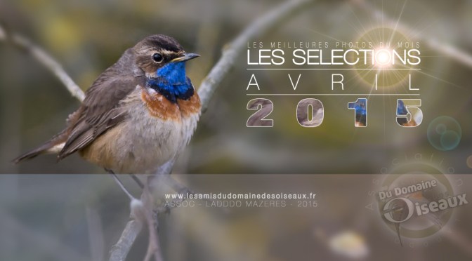 Sélections PHOTOS AVRIL 2015