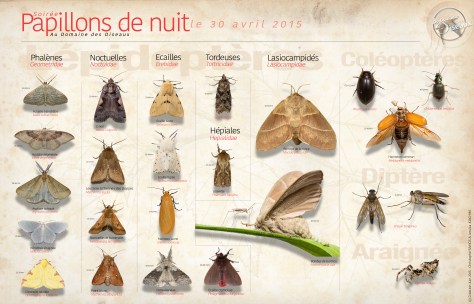 Papillons de nuits - 30 Avr 2015
