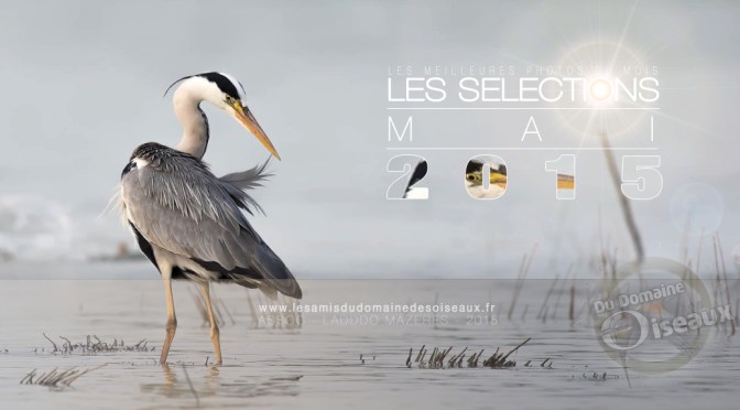 Sélections PHOTOS MAI 2015