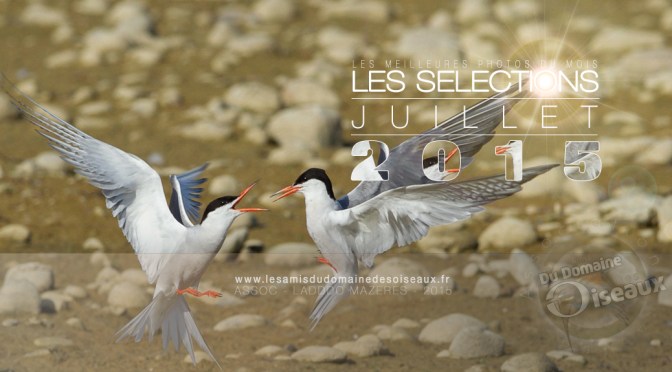 SELECTIONS PHOTOS JUILLET 2015