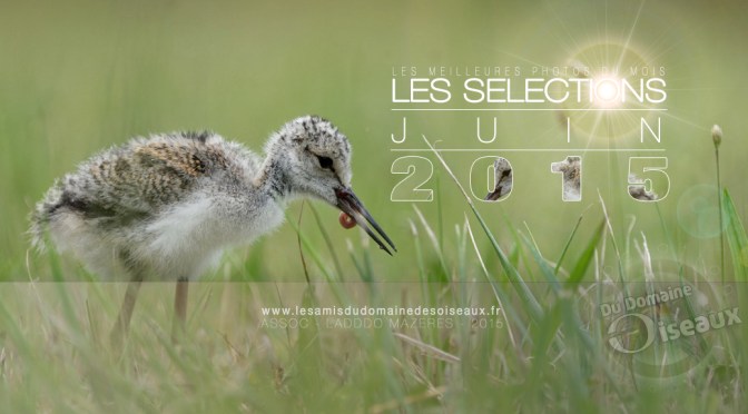 SELECTIONS PHOTOS JUIN 2015