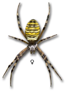 Argiope frelon