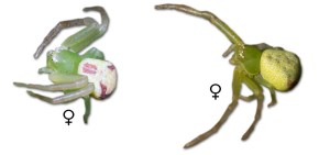 Ebrechtella tricuspidata