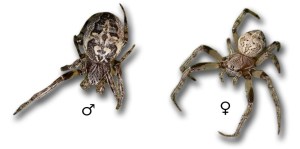 Larinioides cornutus folium