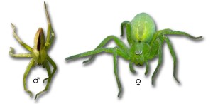 Micrommata ligurina