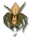 Oxyopes lineatus