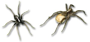 Pardosa
