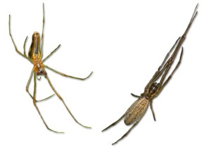 Tetragnatha