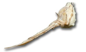 Uloborus walckenaerius