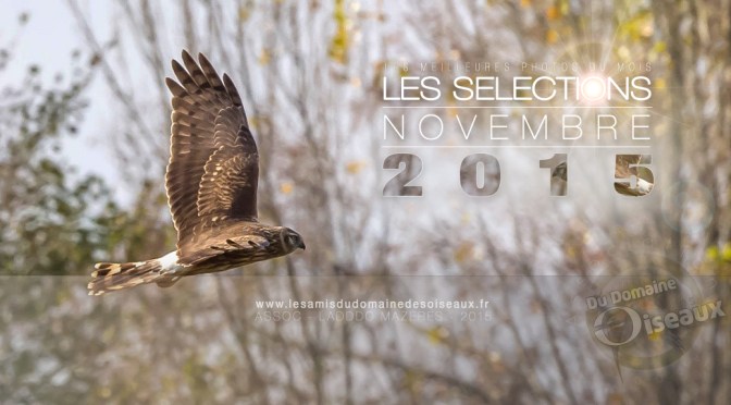 SELECTIONS PHOTO NOVEMBRE 2015