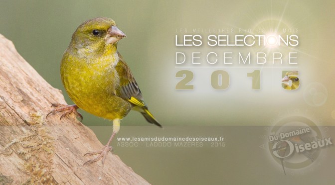 SELECTIONS PHOTO DECEMBRE 2015