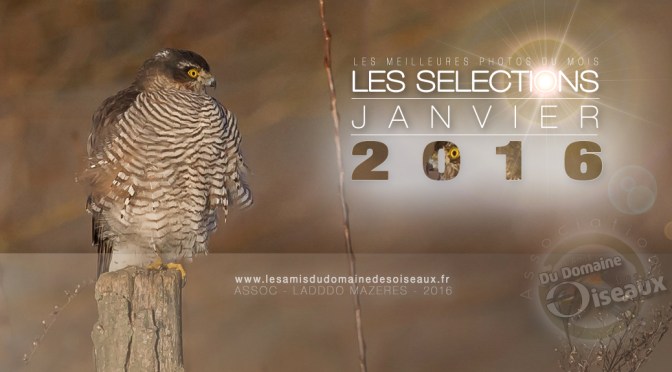 SELECTIONS PHOTO JANVIER 2016