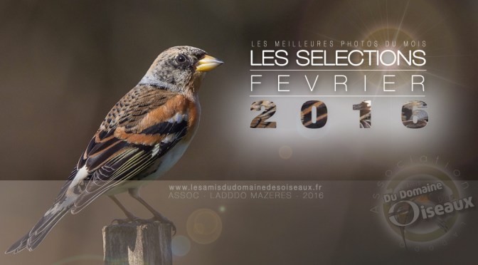 SELECTIONS PHOTO FEVRIER 2016