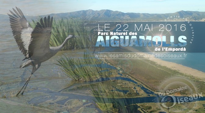 Sortie associative – Parc naturel des Aiguamolls 22 mai 2016