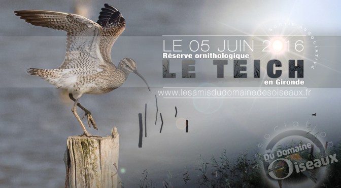 Sortie associative – Réserve ornithologique du Teich 5 juin 2016
