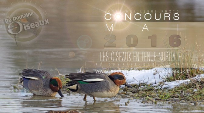 CONCOURS PHOTO MAI 2016