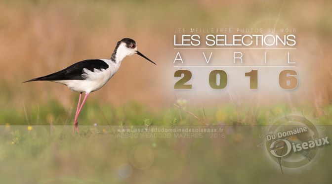 SELECTIONS PHOTO AVRIL 2016