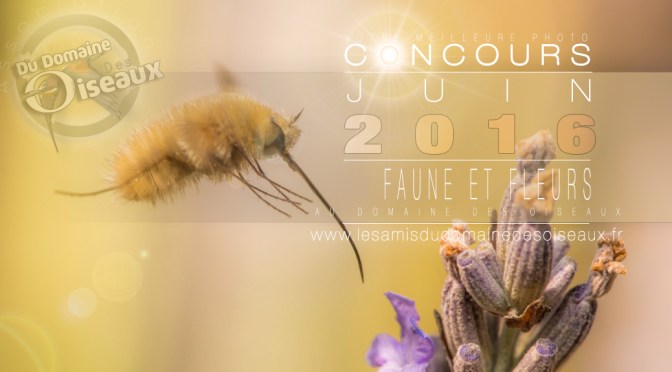 Concours photo juin 2016