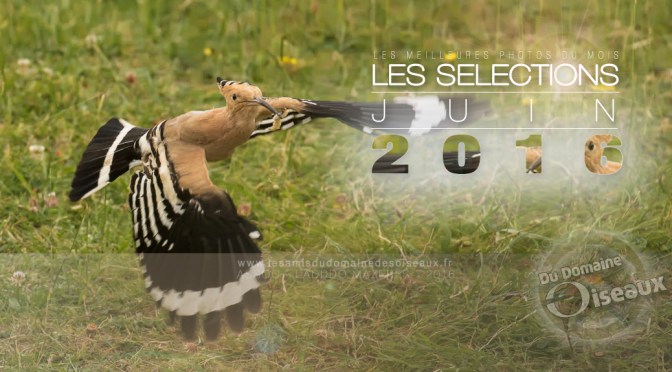 SELECTIONS PHOTO JUIN 2016