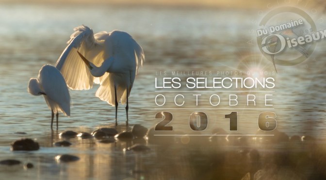SELECTIONS PHOTO OCTOBRE 2016