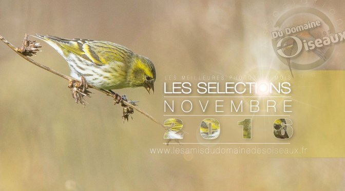 SELECTIONS PHOTO NOVEMBRE 2016