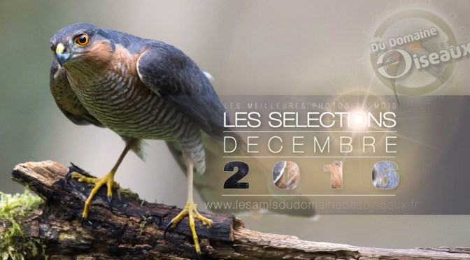 SELECTIONS PHOTO DECEMBRE 2016