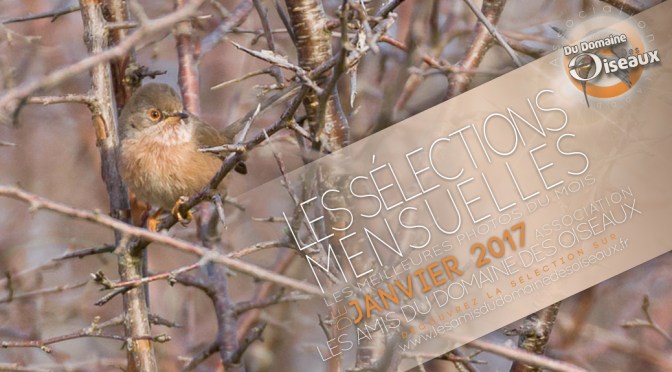 Les sélections photos de JANVIER 2017