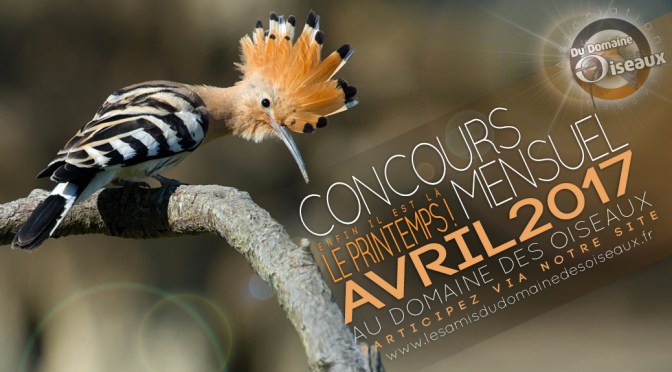 Concours photo AVRIL 2017 : LE PRINTEMPS !!
