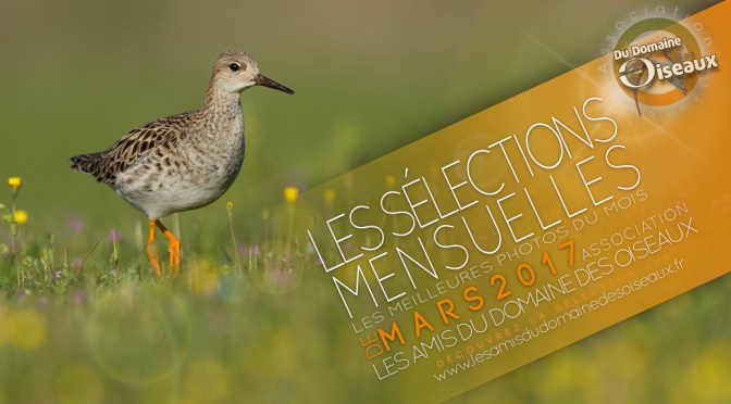 Les sélections photos de Mars 2017