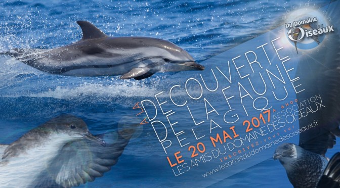 Sortie Associative – Faune pélagique de Méditerranée – 20 MAI 2017