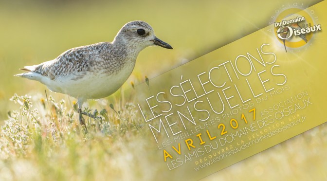 Les Sélections Photos – AVRIL 2017