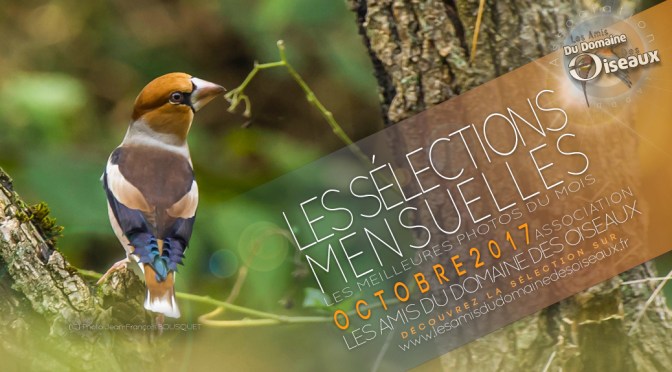Sélections mensuelles OCT2017