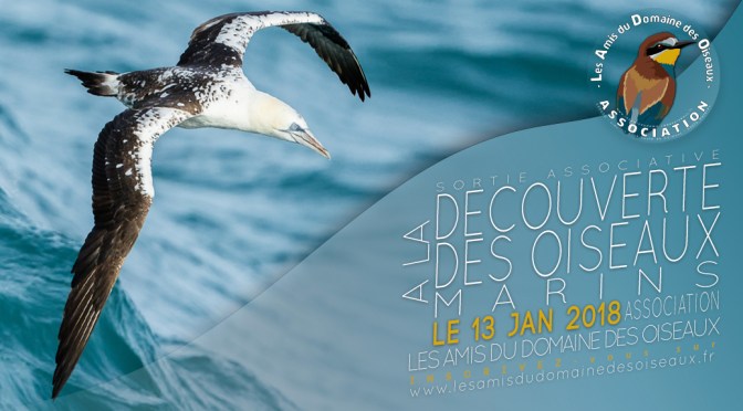 Sortie associative – Oiseaux marins 13 janvier 2018