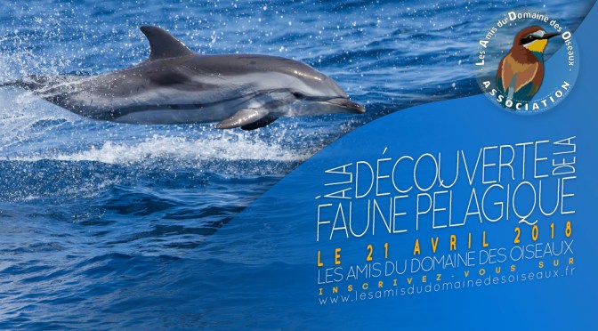 Sortie associative – Faune pélagique de Méditerranée