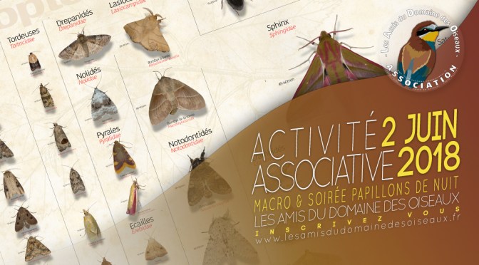 Activité associative Macro & Soirée Papillons de nuit 2 juin 2018
