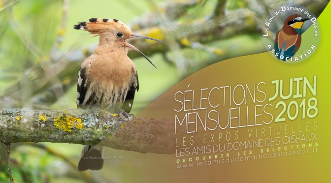 LES SÉLECTIONS PHOTOS DE JUIN 2018