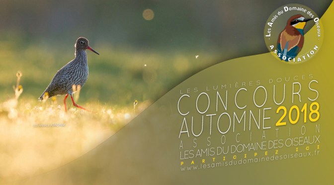Concours photo Automne 2018 – Les lumières douces